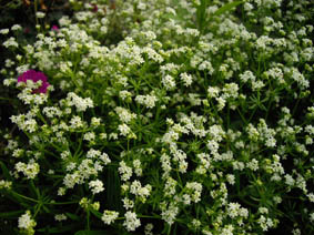 Galium pyrenaicum